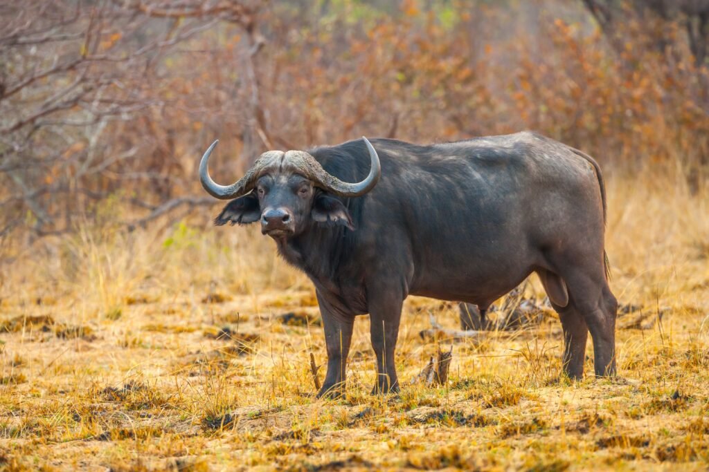website development in Buffalo