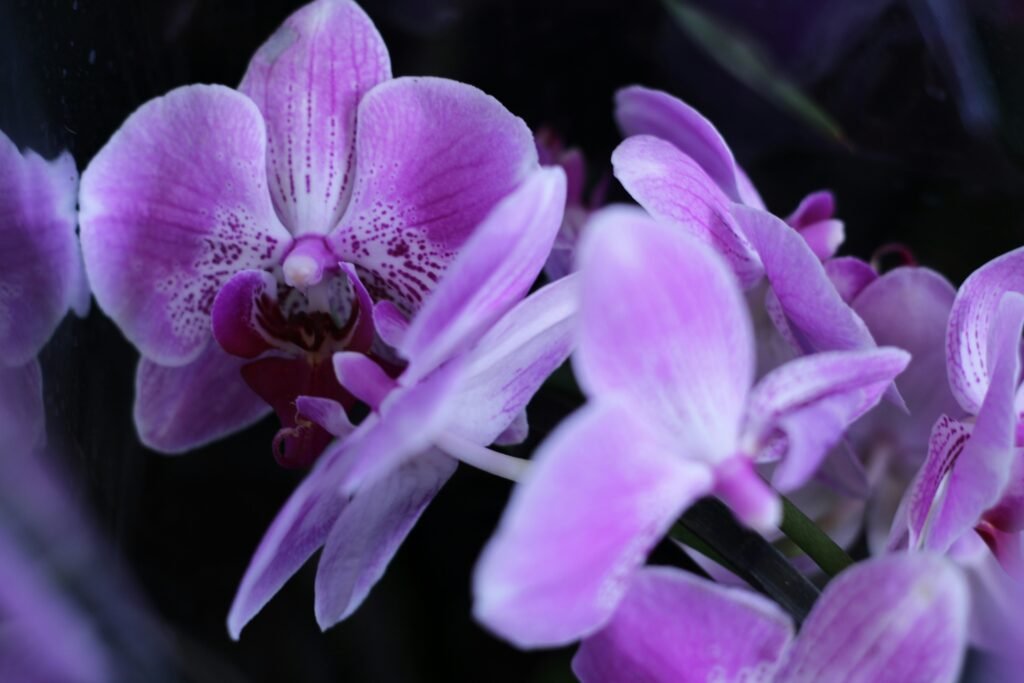 website development in Burnie