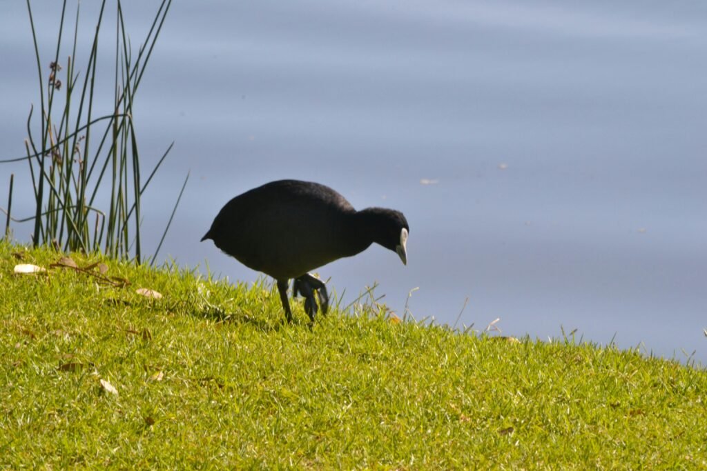 website development in Murray Bridge